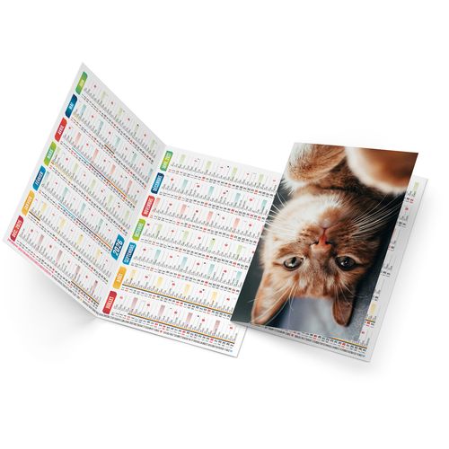 FELIX 2026 - NEUTRE 1 POSE thumbnail 4