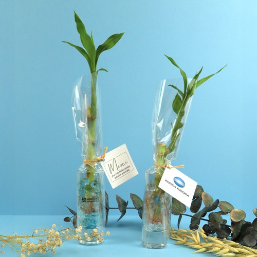 Bambou d'eau en vase