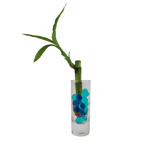 Bambou d'eau en vase