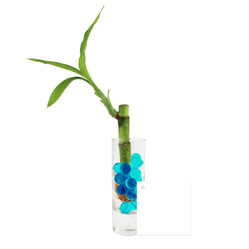 Bambou d'eau en vase