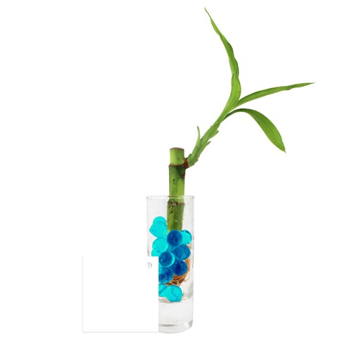Bambou d'eau en vase