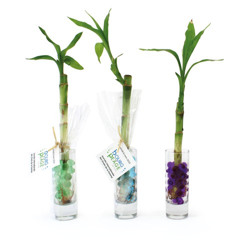 Bambou d'eau en vase