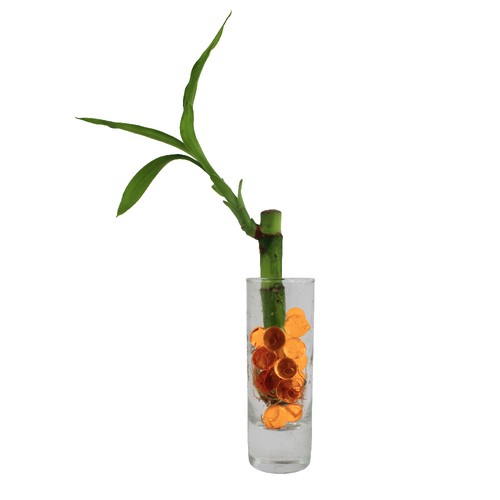 Bambou d'eau en vase
