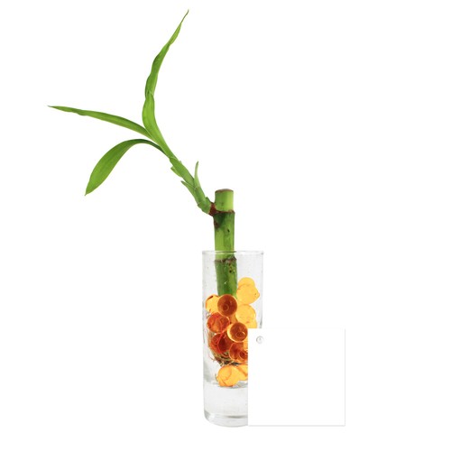 Bambou d'eau en vase