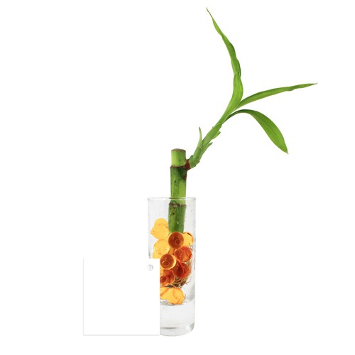 Bambou d'eau en vase