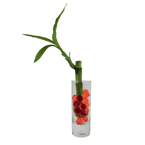 Bambou d'eau en vase
