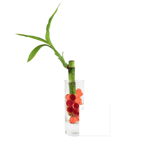 Bambou d'eau en vase