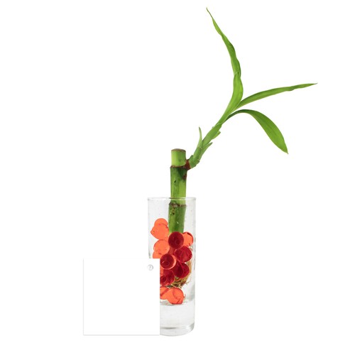 Bambou d'eau en vase