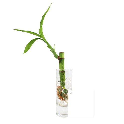 Bambou d'eau en vase