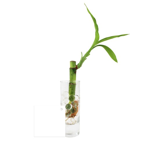 Bambou d'eau en vase