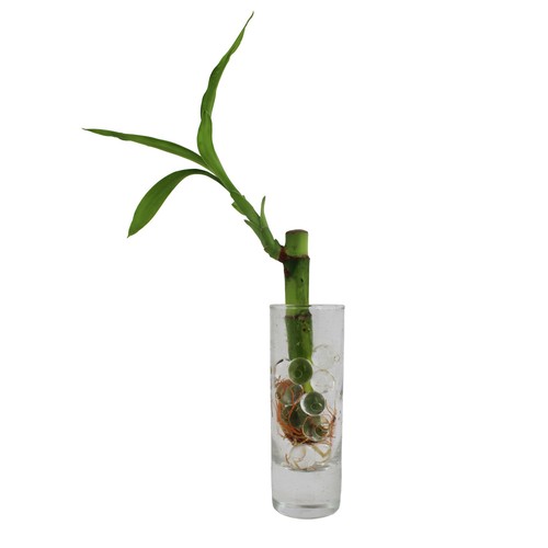 Bambou d'eau en vase