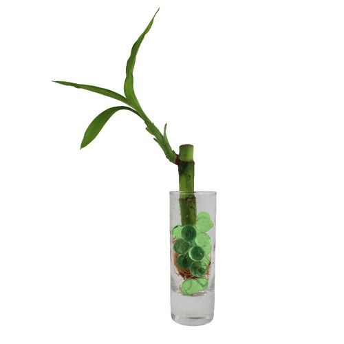 Bambou d'eau en vase