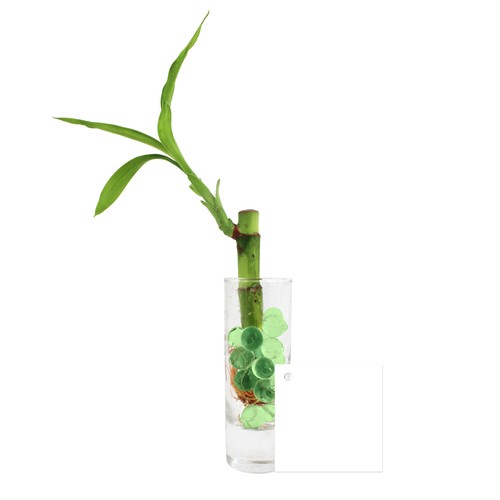 Bambou d'eau en vase