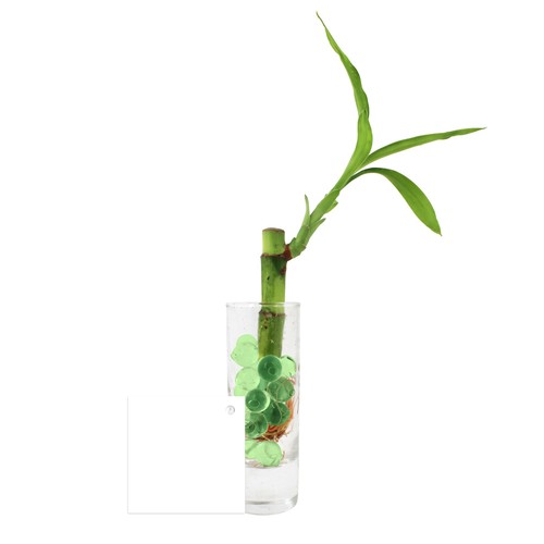 Bambou d'eau en vase