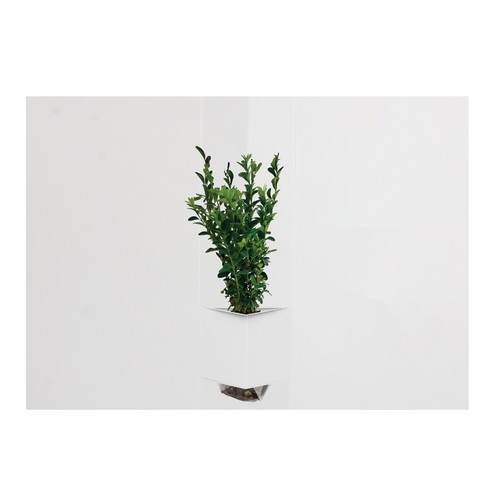 Plante postale