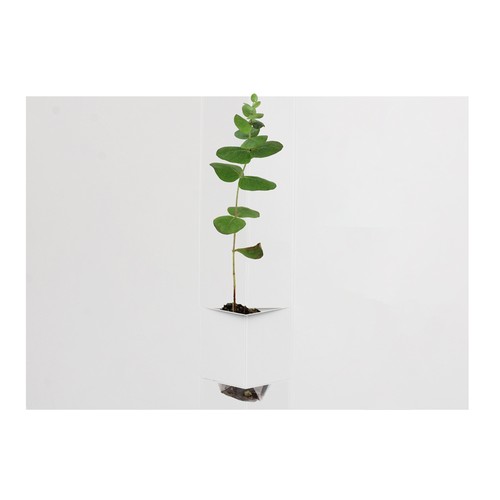 Plante postale