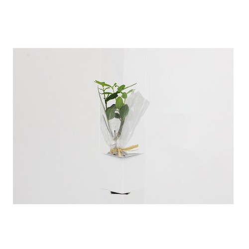 Plante postale