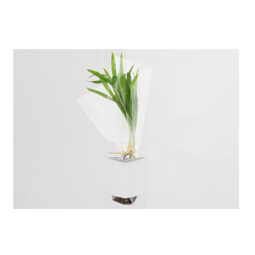 Plante postale