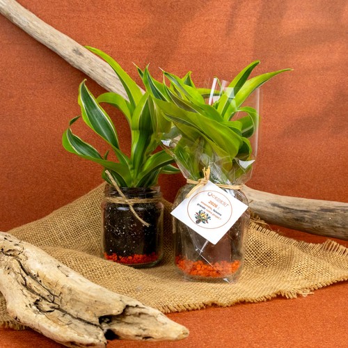 Plante bocal - 1