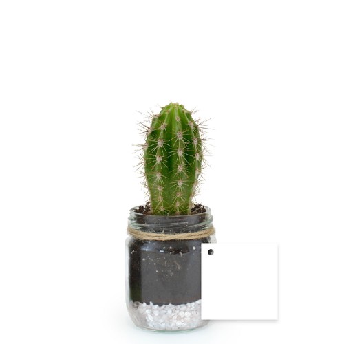 Plante bocal