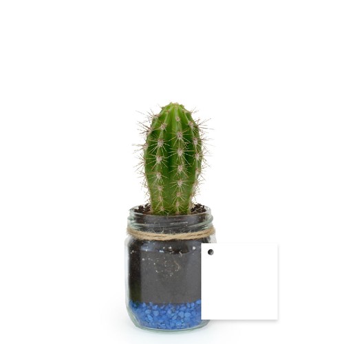 Plante bocal