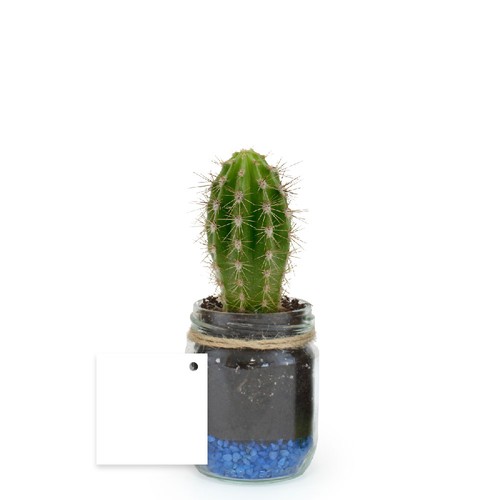 Plante bocal