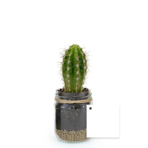 Plante bocal