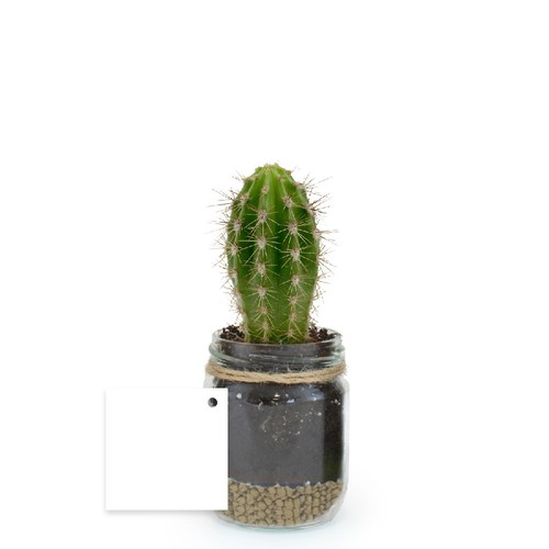 Plante bocal