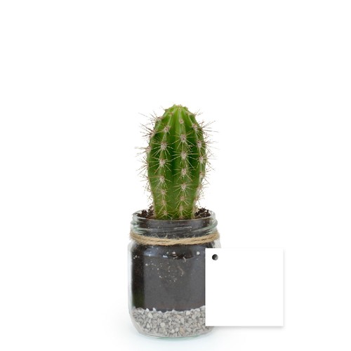 Plante bocal