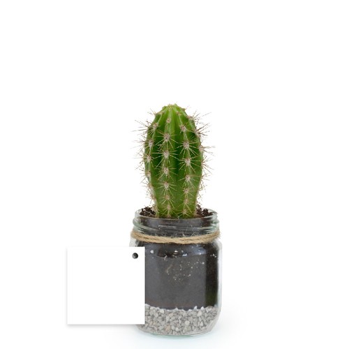 Plante bocal