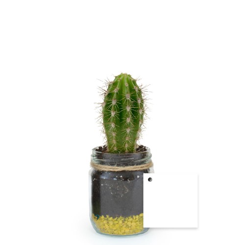 Plante bocal