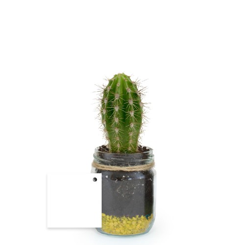 Plante bocal