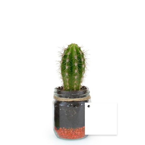 Plante bocal
