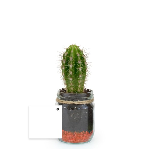 Plante bocal