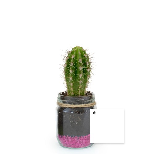 Plante bocal