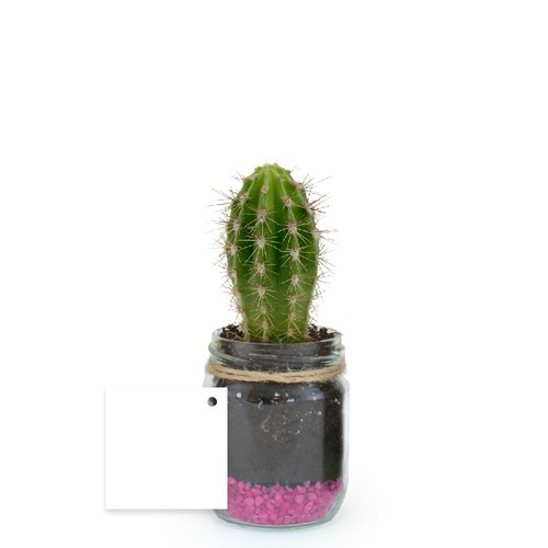 Plante bocal
