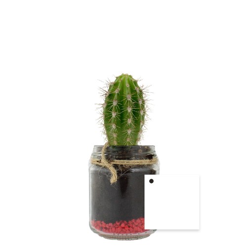 Plante bocal