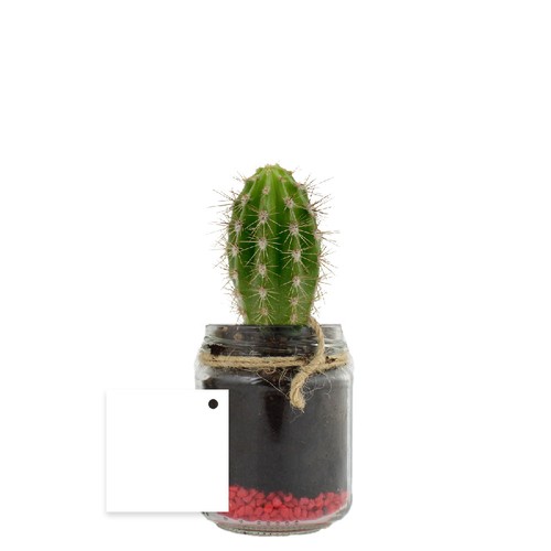 Plante bocal