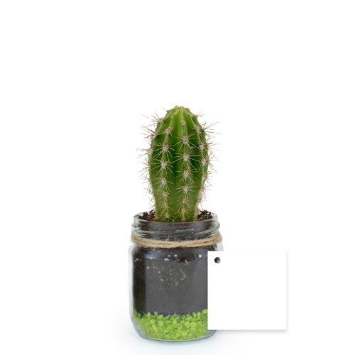 Plante bocal