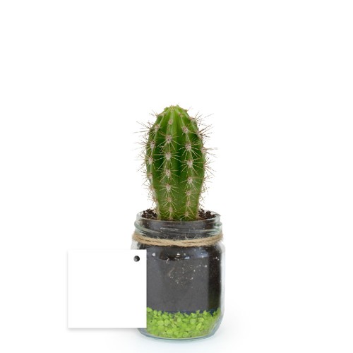 Plante bocal
