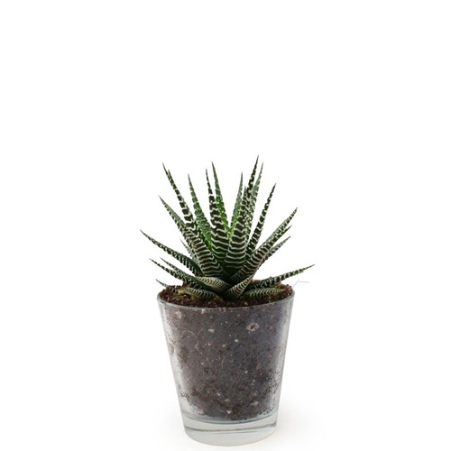 Plante vase