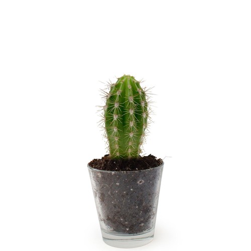 Plante vase
