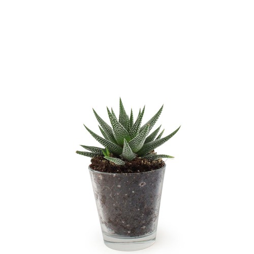 Plante vase