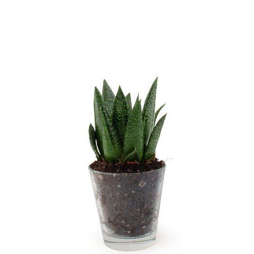 Plante vase