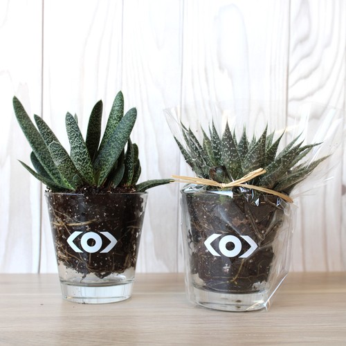 Plante vase - 1