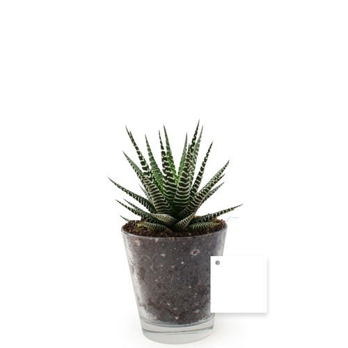 Plante vase
