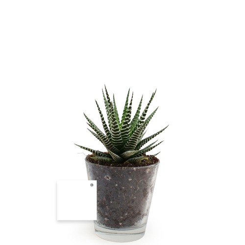 Plante vase