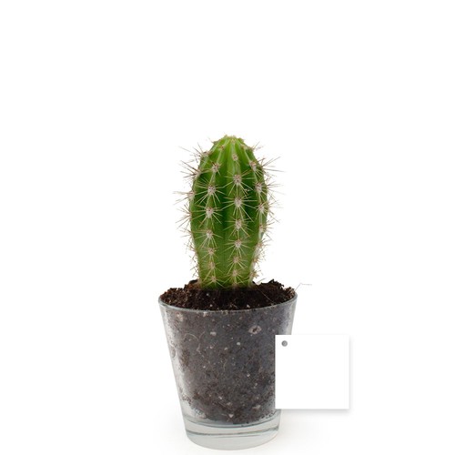 Plante vase