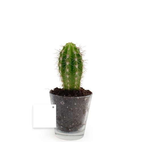 Plante vase