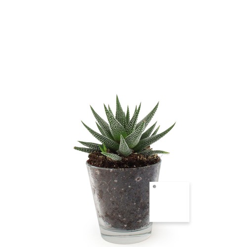 Plante vase